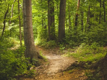 Forest 1868028 1920